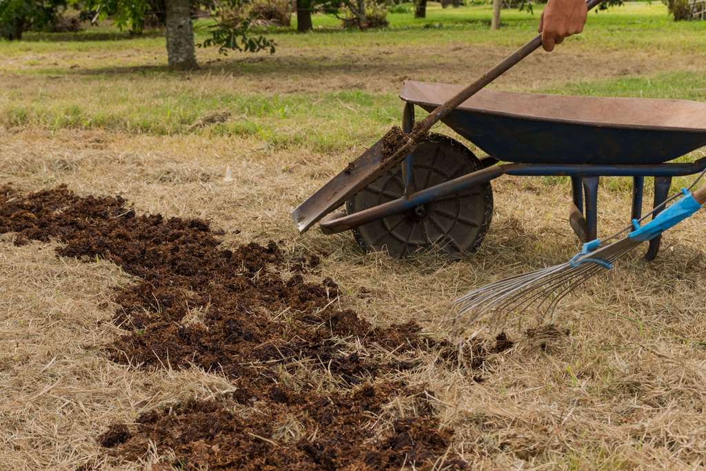 Colocacion Compost a cada árbol Pecan