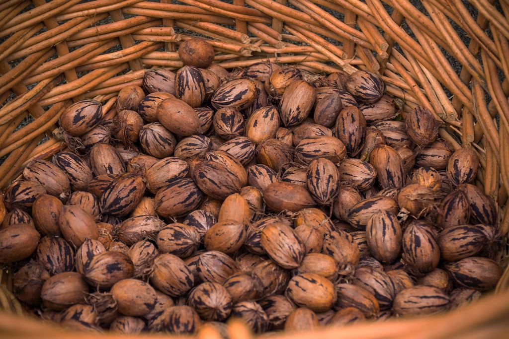 Cosecha del Pecan