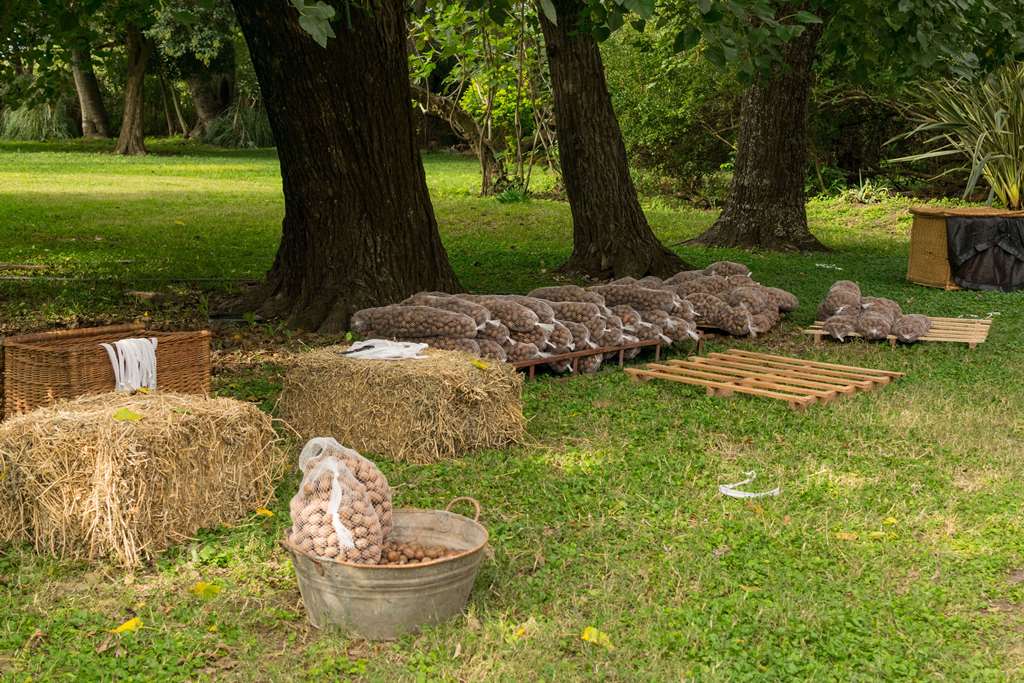 Cosecha y embolsado del Pecan